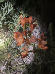 Pillansia templemannii