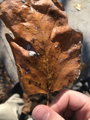 Erysiphe liriodendri