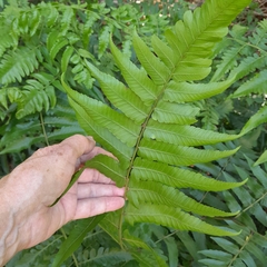 Diplazium esculentum