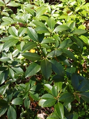 Osmanthus fragrans