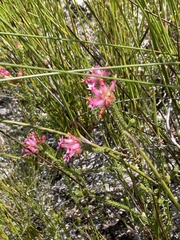 Trichostetha signata