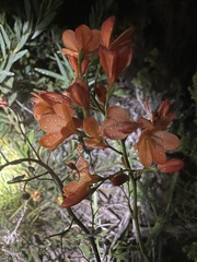 Pillansia templemannii