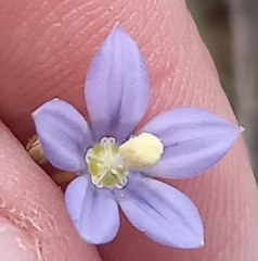 Wahlenbergia marginata