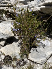 Trichostetha signata