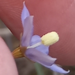Wahlenbergia marginata