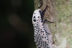 Zeuzera multistrigata