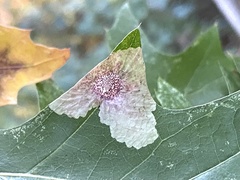 Tischeria quercitella