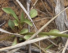 Wahlenbergia marginata