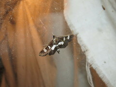 Desmia funeralis