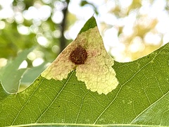 Tischeria quercitella