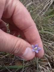 Wahlenbergia marginata