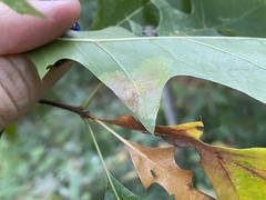 Tischeria quercitella