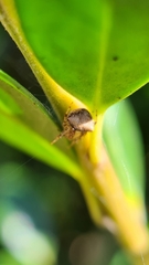 Araneus miniatus