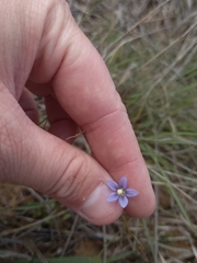 Wahlenbergia marginata