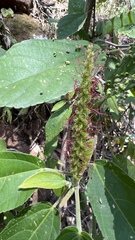 Acalypha communis