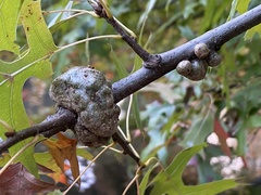 Callirhytis quercuspunctata