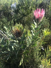 Protea compacta