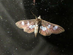 Desmia funeralis