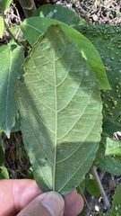 Acalypha communis