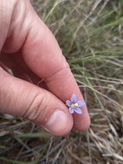 Wahlenbergia marginata