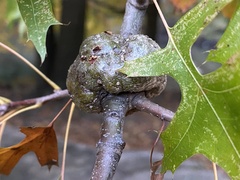 Callirhytis quercuspunctata