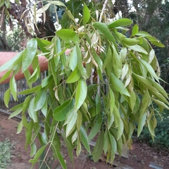 Bolusanthus speciosus