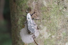 Zeuzera multistrigata