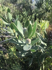 Protea compacta