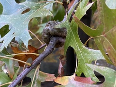 Callirhytis quercuspunctata