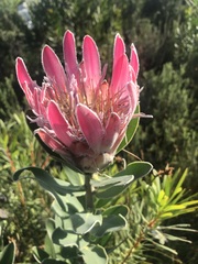 Protea compacta