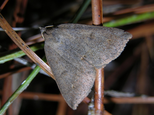 Yellow-lined Chocolate Moth photo 3