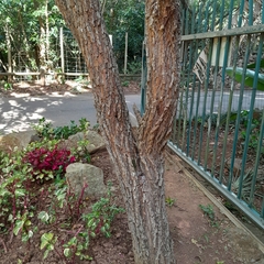 Bolusanthus speciosus