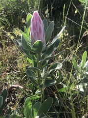 Protea compacta