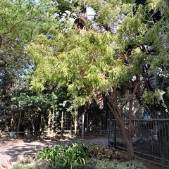 Bolusanthus speciosus