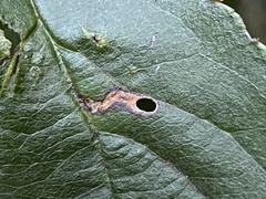 Coptodisca splendoriferella