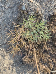 Lomatium brandegeei