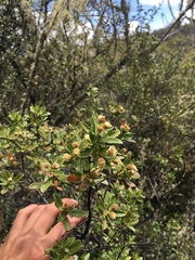 Baccharis odorata