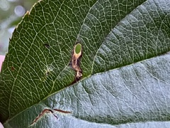 Coptodisca splendoriferella