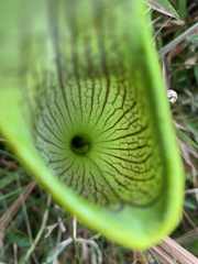 Sarracenia alata