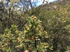 Baccharis odorata