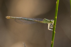 Erythromma lindenii