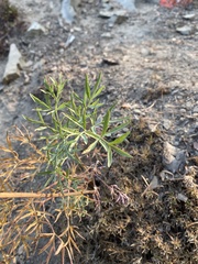 Lomatium brandegeei
