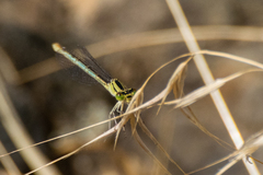 Erythromma lindenii