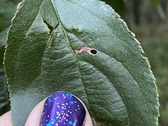 Coptodisca splendoriferella