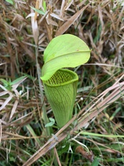 Sarracenia alata