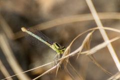 Erythromma lindenii