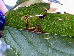 Stigmella oxyacanthella