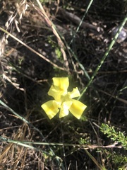 Moraea fugax