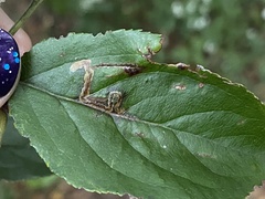 Stigmella oxyacanthella