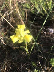 Moraea fugax